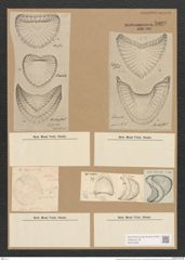 Campylodiscus hibernicus Ehr. (de-Toni-Nr.: Genus 57, Species 2504) Zeichnungen Sammlung Grunow Nr. 5009 (NHMW-BOT-W0373258)